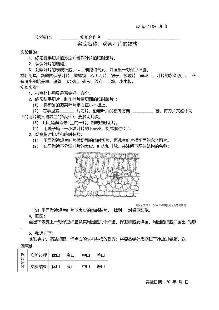 实验报告单观察叶片的结构_第1页