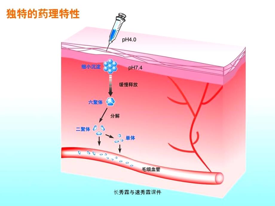 长秀霖与速秀霖课件_第3页