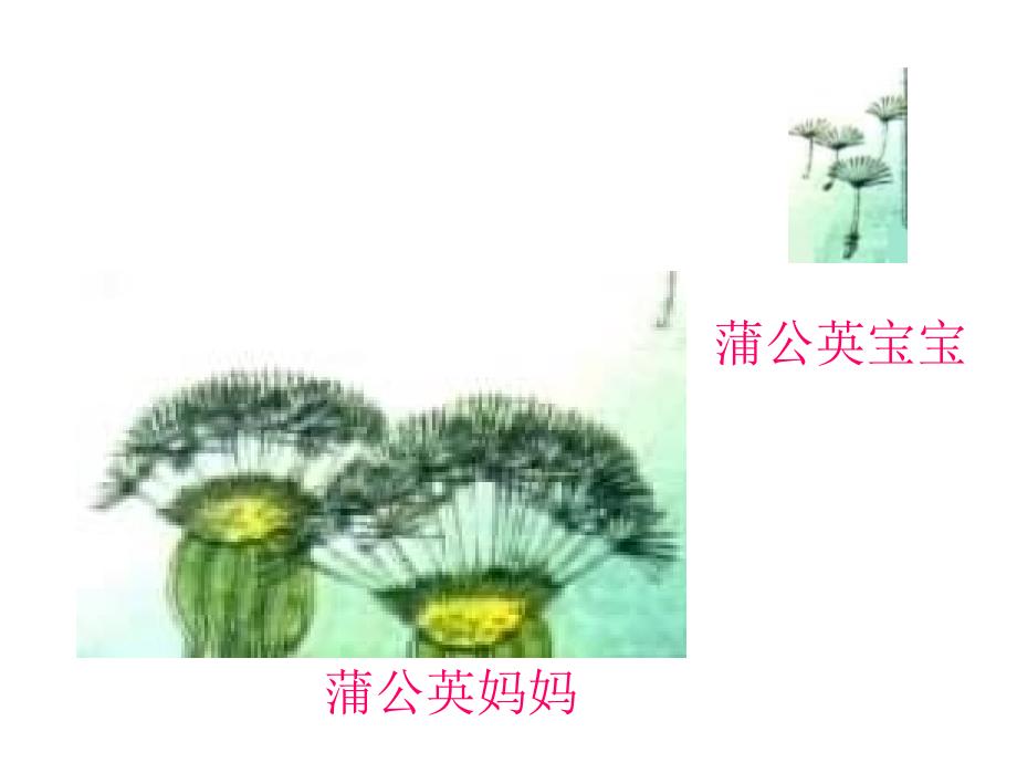 人教二上语文植物妈妈有办法课件_第4页