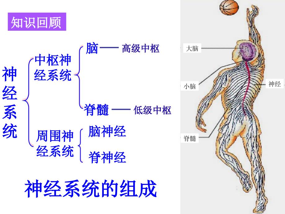 【资料】高中生物必修三第二章第一节汇编课件_第2页