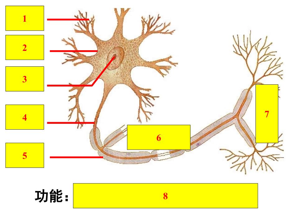 【资料】高中生物必修三第二章第一节汇编课件_第3页