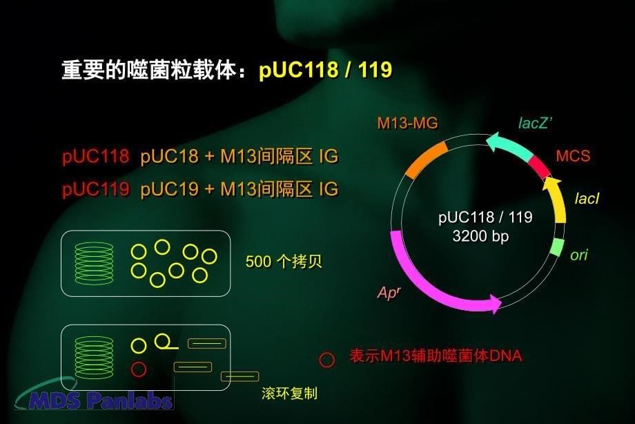 第二章分子克隆3_第5页