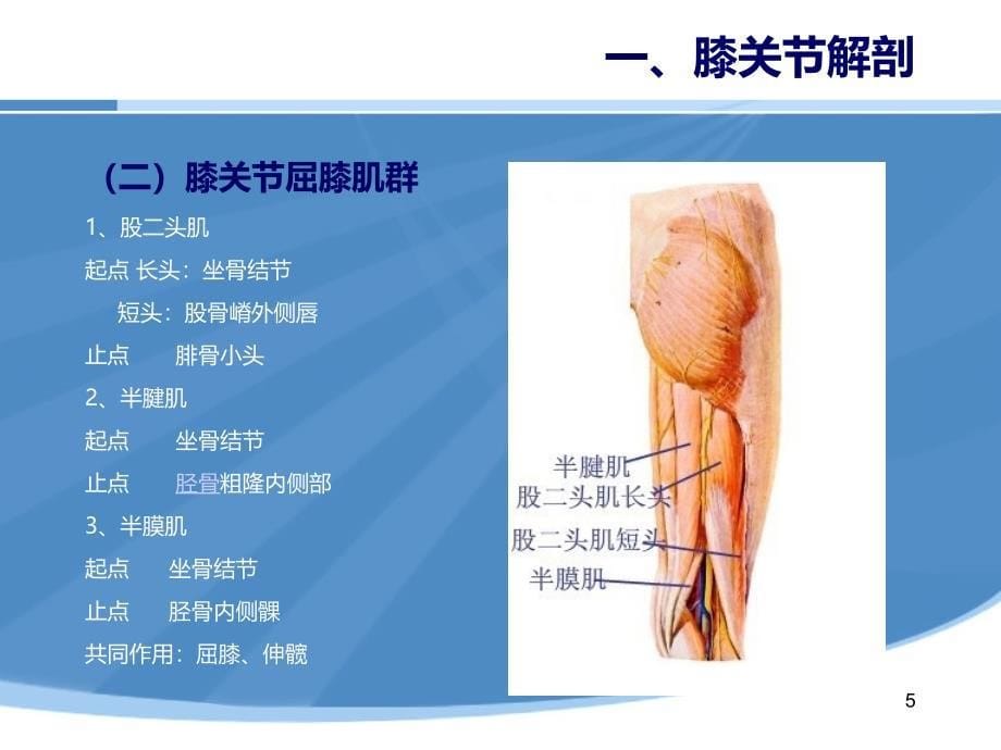 膝过伸治疗PPT课件_第5页