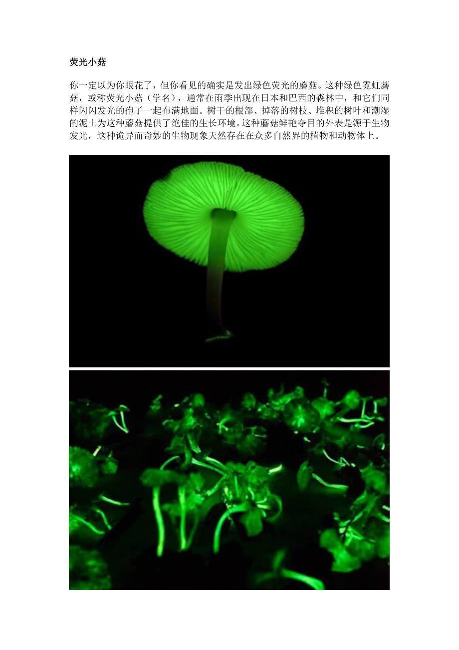 世界十大稀有蘑菇.doc_第1页