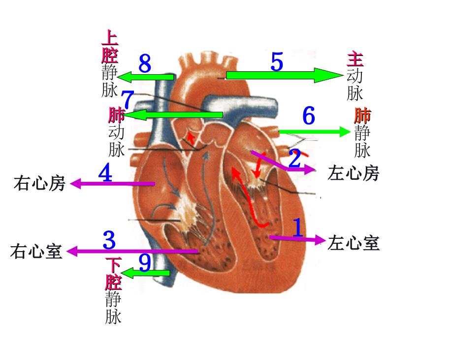 第三节输送血液的泵--心脏第二课时血液循环_第2页
