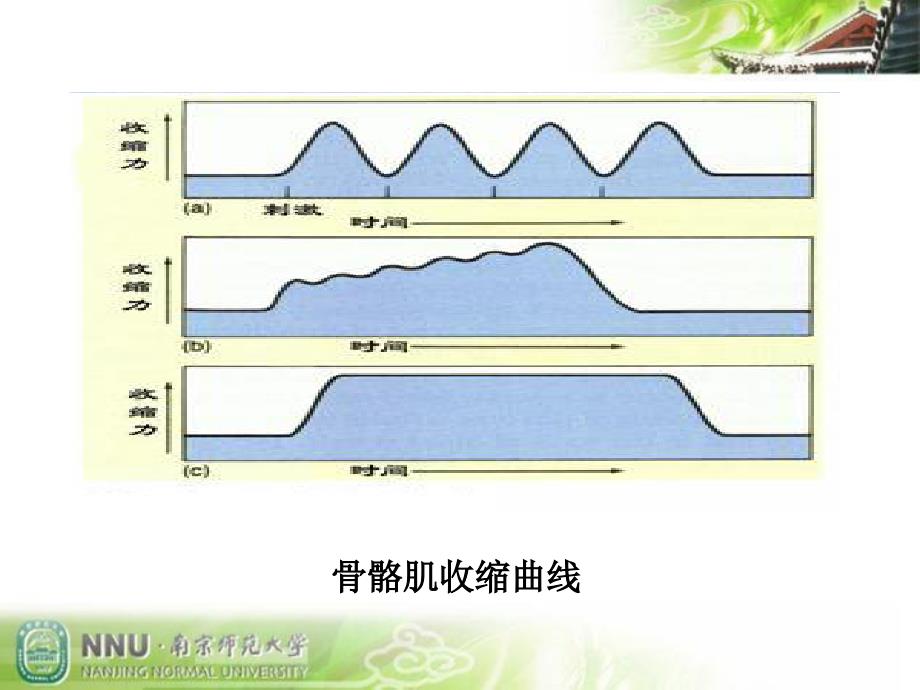 实验1刺激强度和频率对骨骼肌收缩的影响_第4页