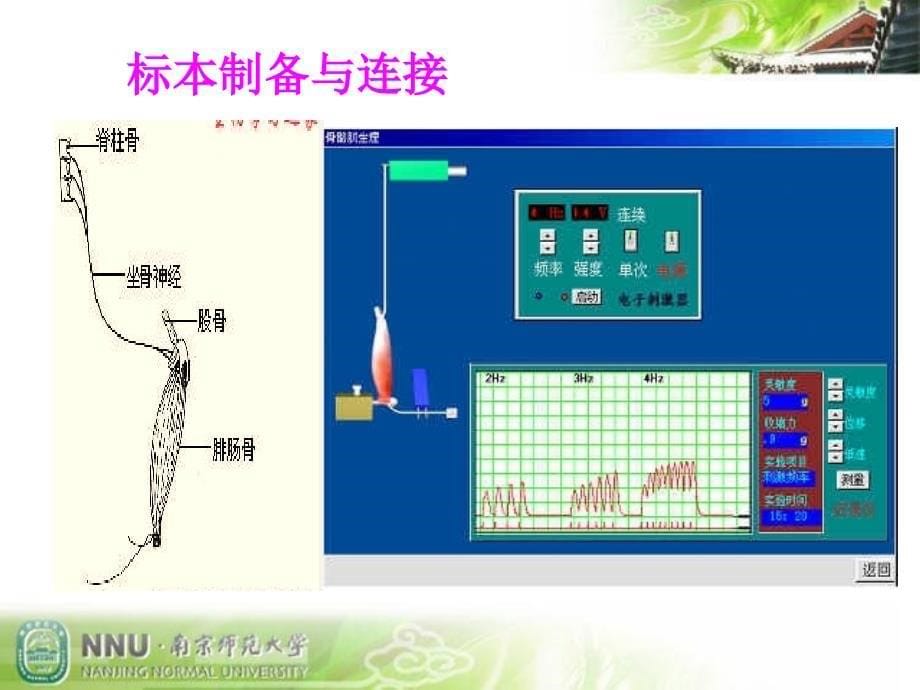 实验1刺激强度和频率对骨骼肌收缩的影响_第5页