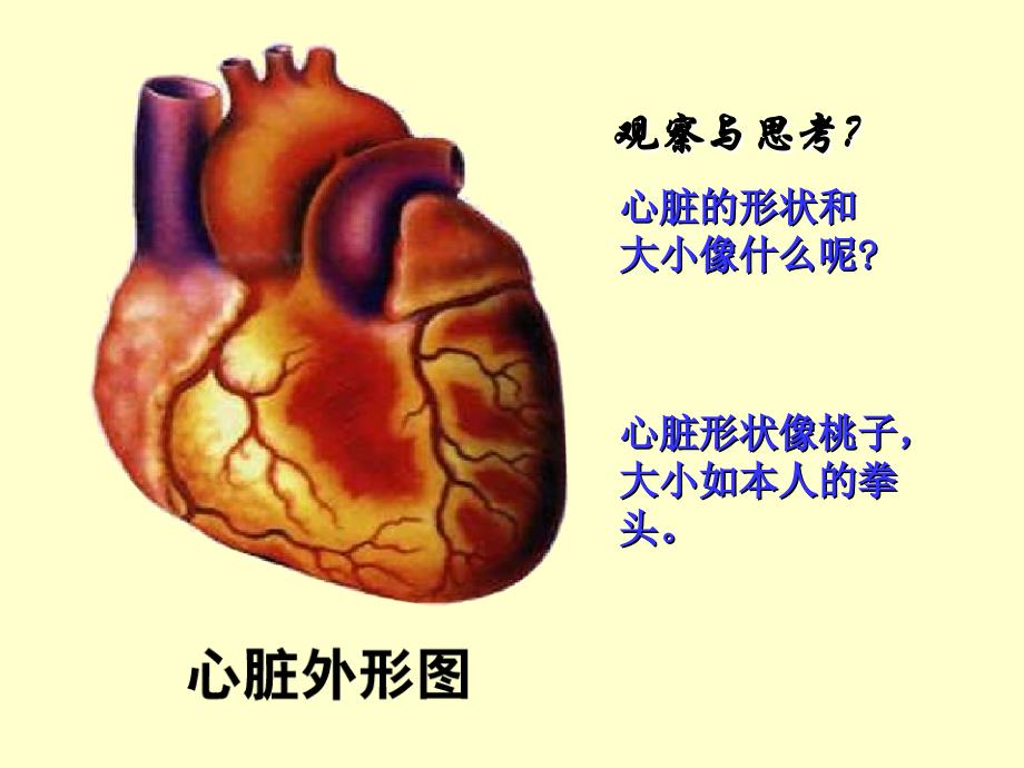 七年级生物下册第四章第三节输送血液的泵—心脏课件2人教新课标版_第2页