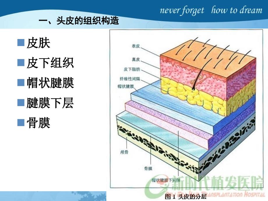 头发护理ppt课件_第3页