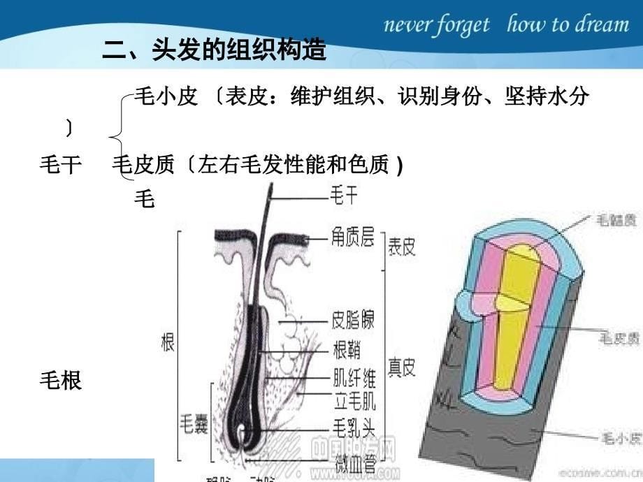 头发护理ppt课件_第5页