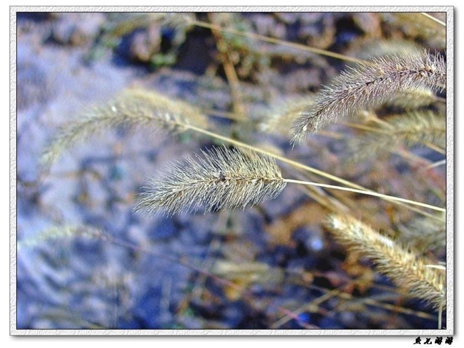 16植物发生了什么变化_第5页