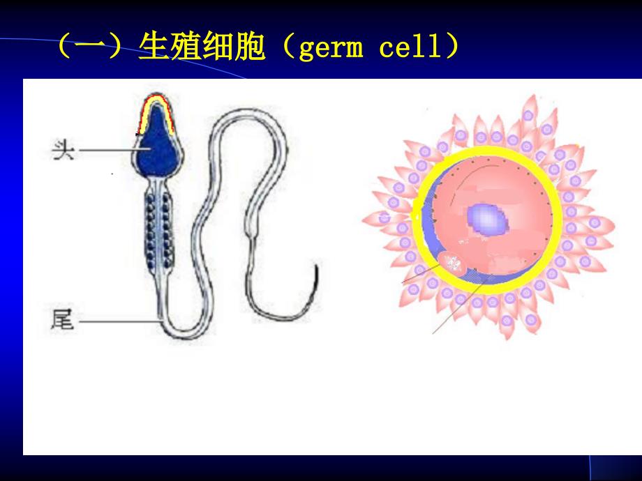 胚胎学总论1---组织学与胚胎学课件_第4页