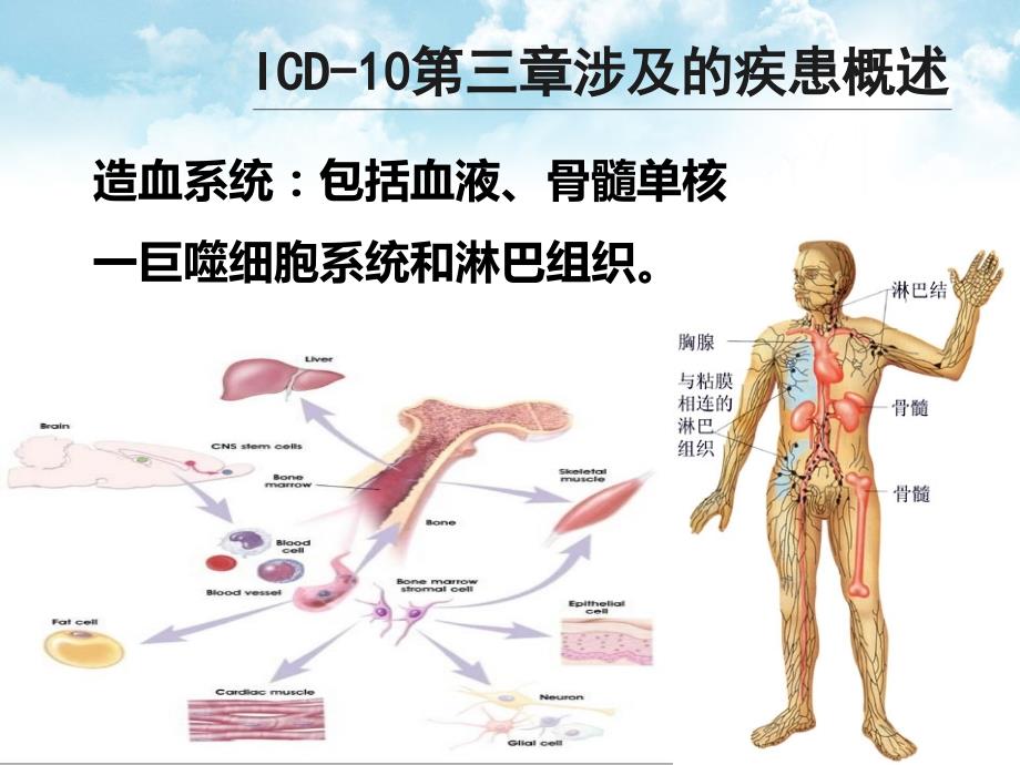 ICD-10第三章：血液及造血器官疾病和某些涉及免疫机制的疾患_第4页