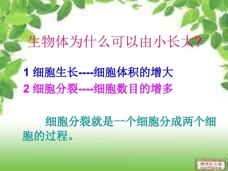 细胞分裂与分化ppt_第5页