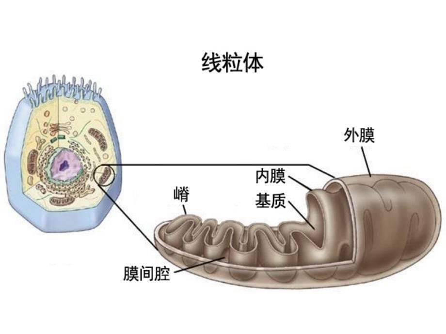 细胞有氧呼吸_第5页