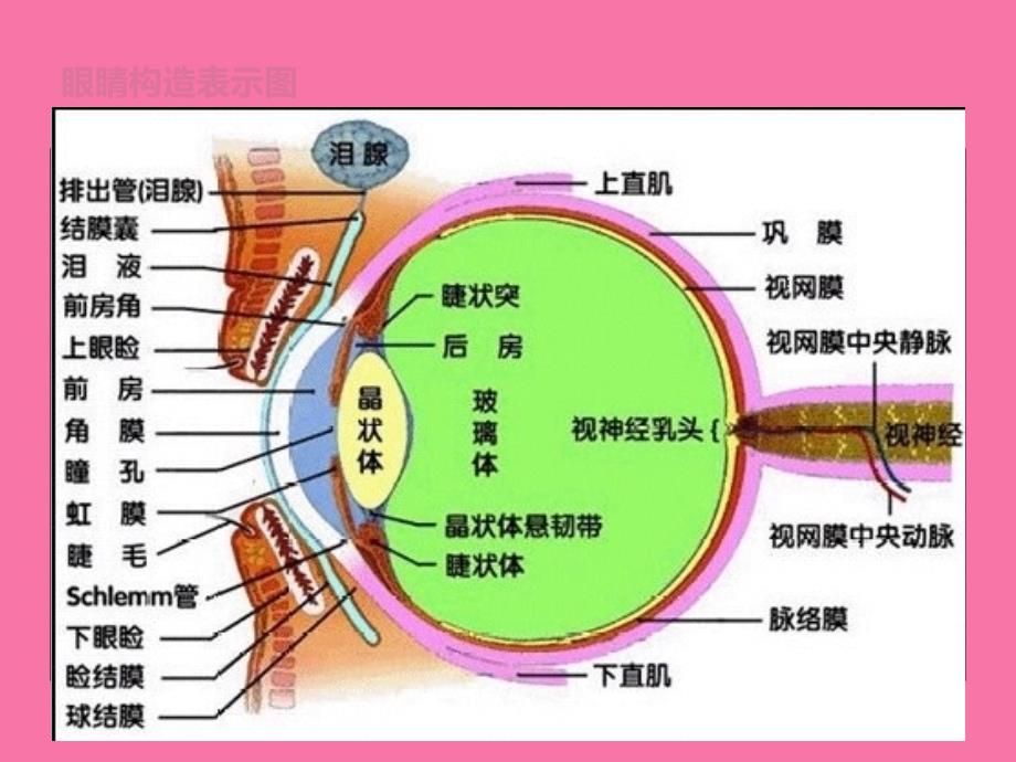 眼睛是心灵之窗ppt课件_第4页