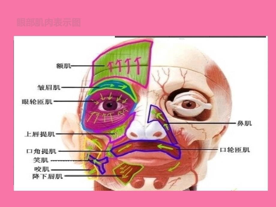 眼睛是心灵之窗ppt课件_第5页