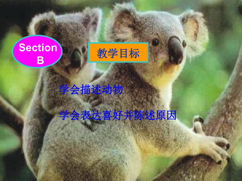 Whydoyoulikekoalas课件SectionB_第2页