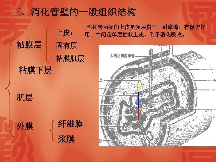 第五章消化系统课件_第5页