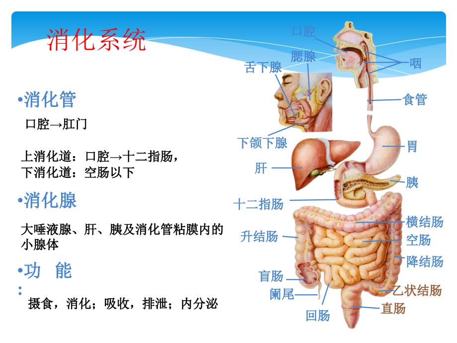 消化道出血护理ppt1_第3页