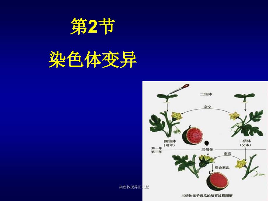 染色体变异正式版课件_第1页