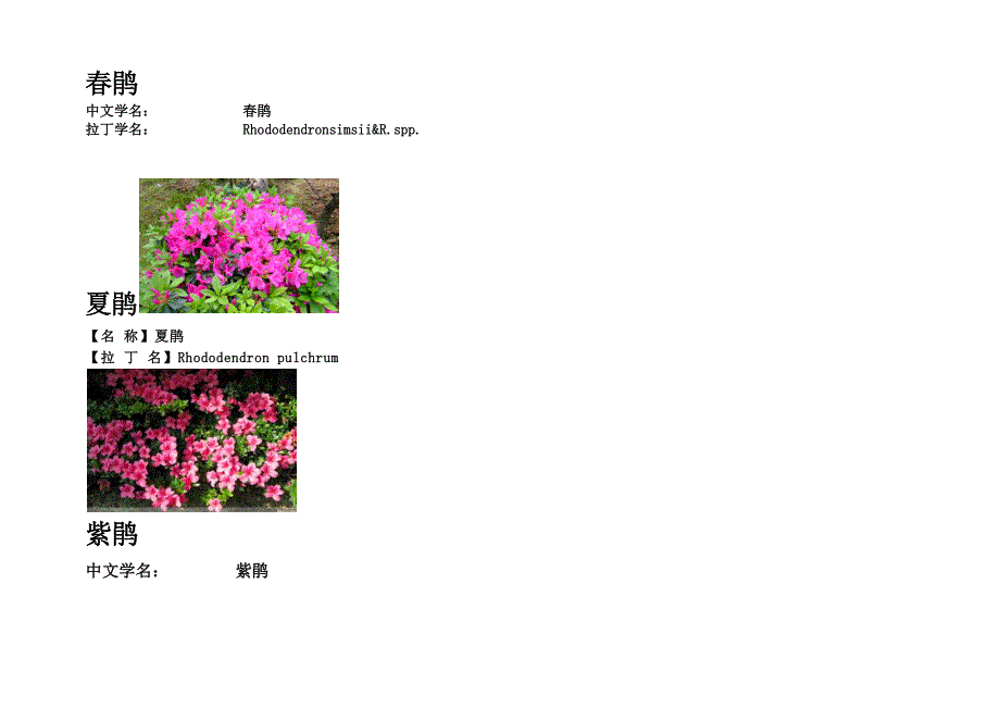 26种杜鹃品种.docx_第1页