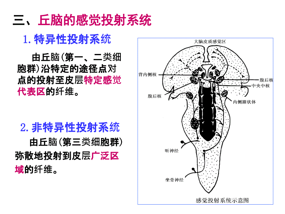 神经系统的感觉功能_第3页