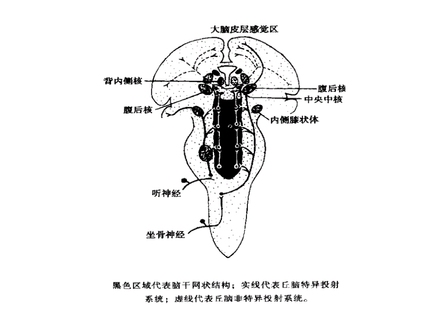 神经系统的感觉功能_第4页