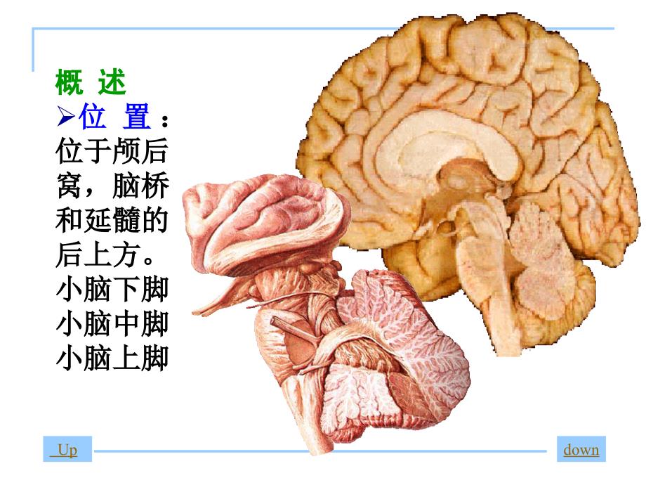 神经系统解剖--小脑_第2页