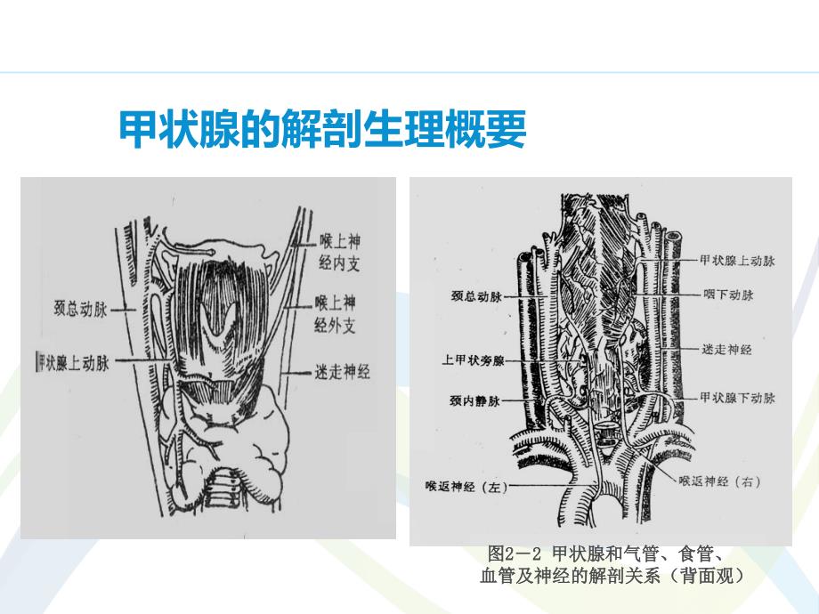 甲状腺疾病病人的护理--ppt课件1_第3页