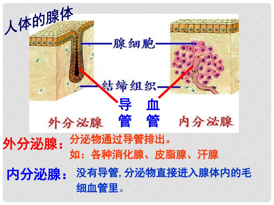 湖北省武汉市为明实验学校七年级生物下册 第六章《第四节 激素调节》课件 人教新课标版_第4页