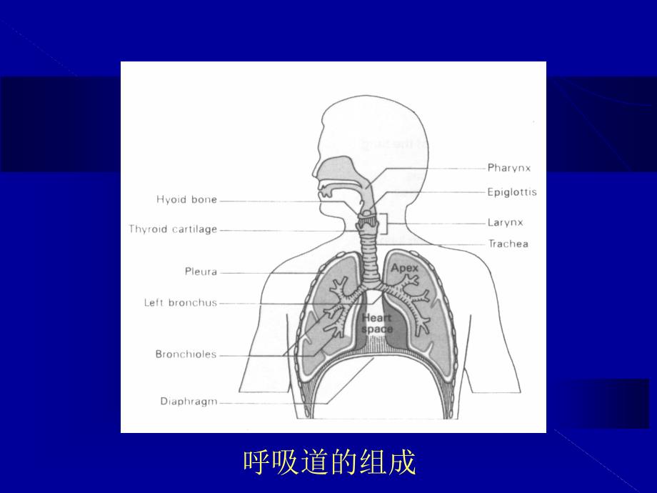 医学与人类健康呼吸系统常见疾病_第3页