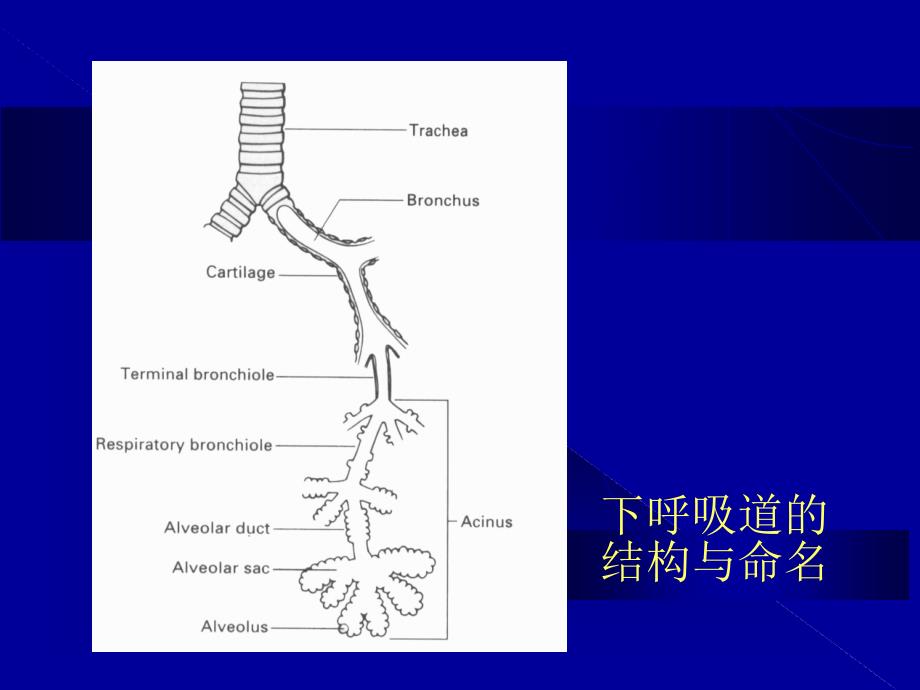 医学与人类健康呼吸系统常见疾病_第4页