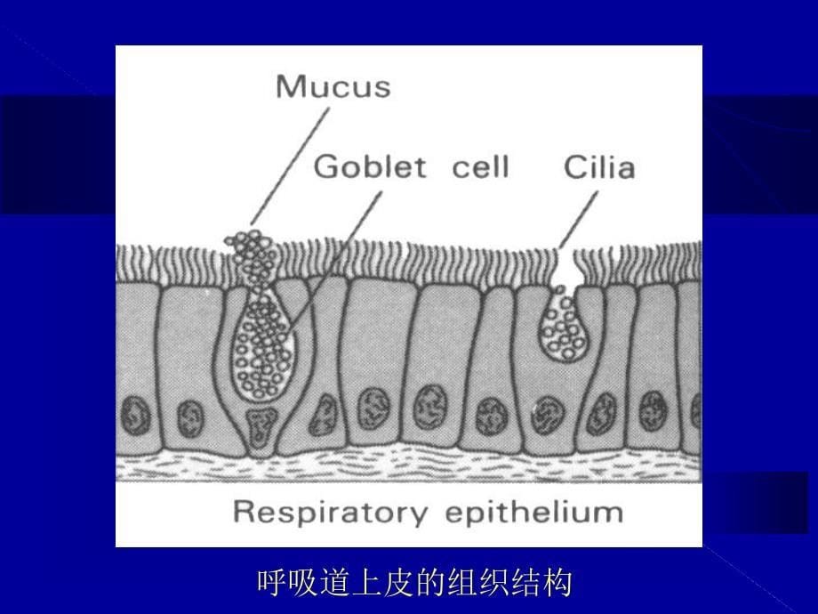 医学与人类健康呼吸系统常见疾病_第5页