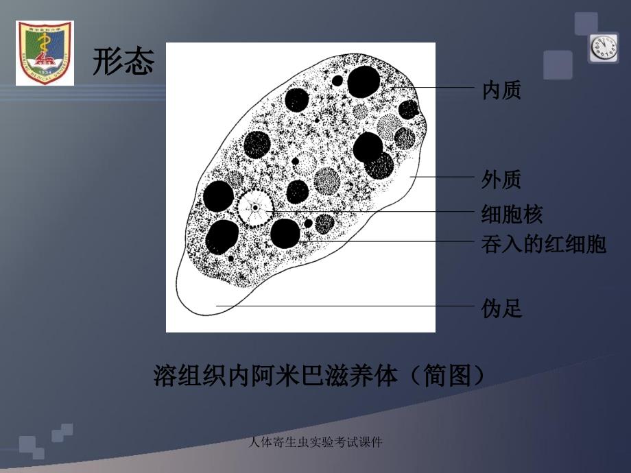 人体寄生虫实验考试课件_第3页