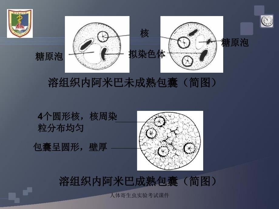 人体寄生虫实验考试课件_第5页