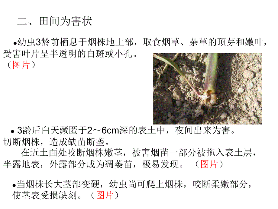 结合移栽保苗浇灌烟株1_第3页