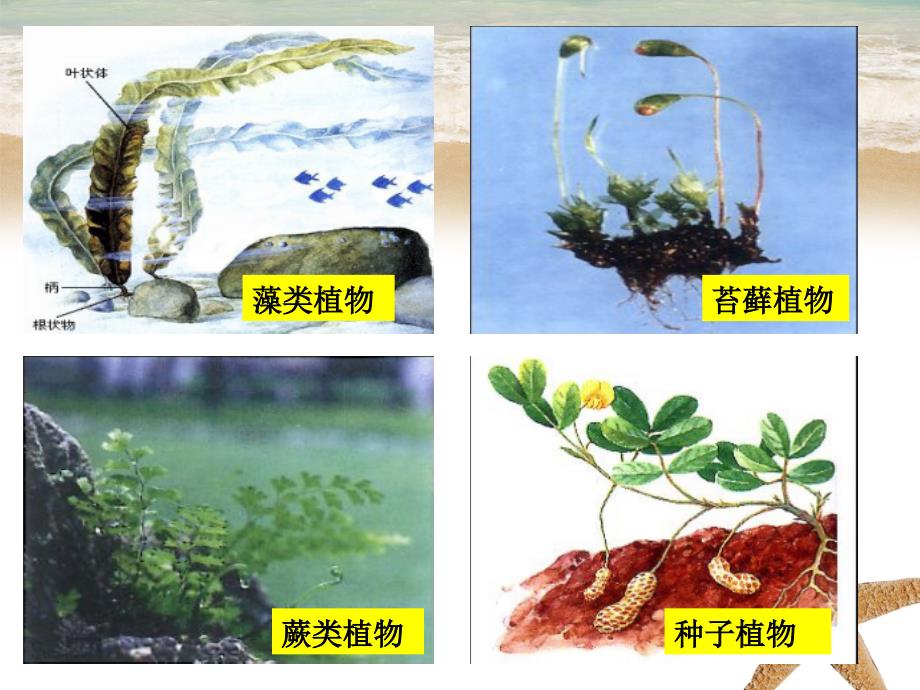 七年级生物上册3.1.1藻类苔藓和蕨类植物课件新版新人教版_第2页