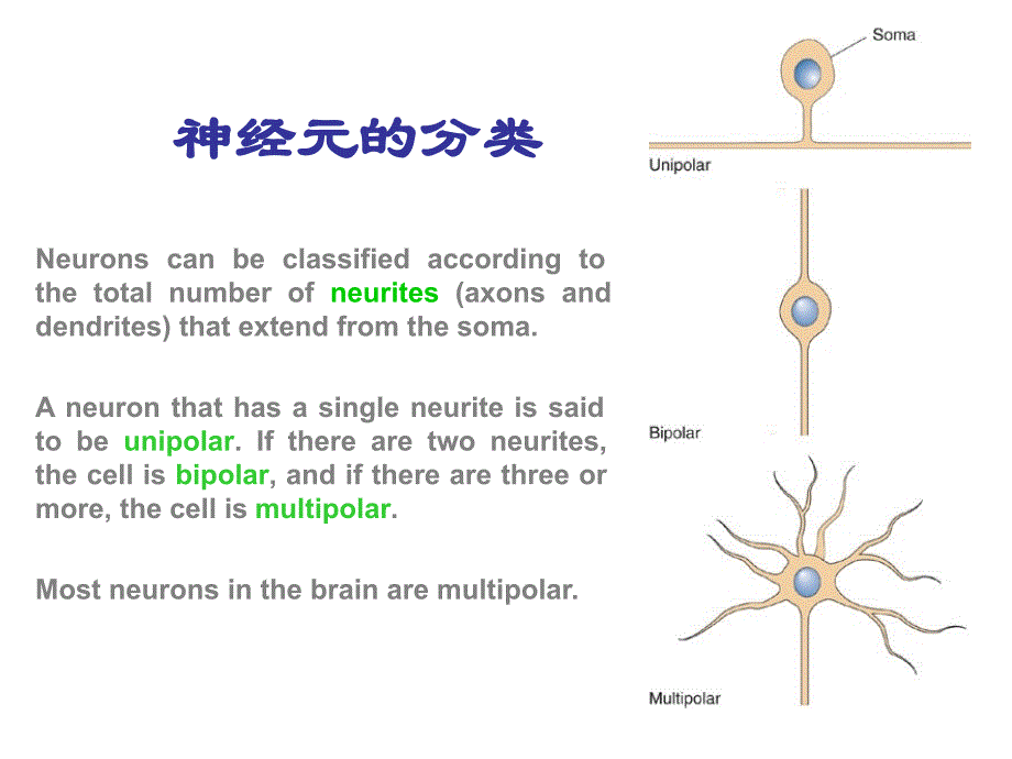 脑结构知识分享_第2页