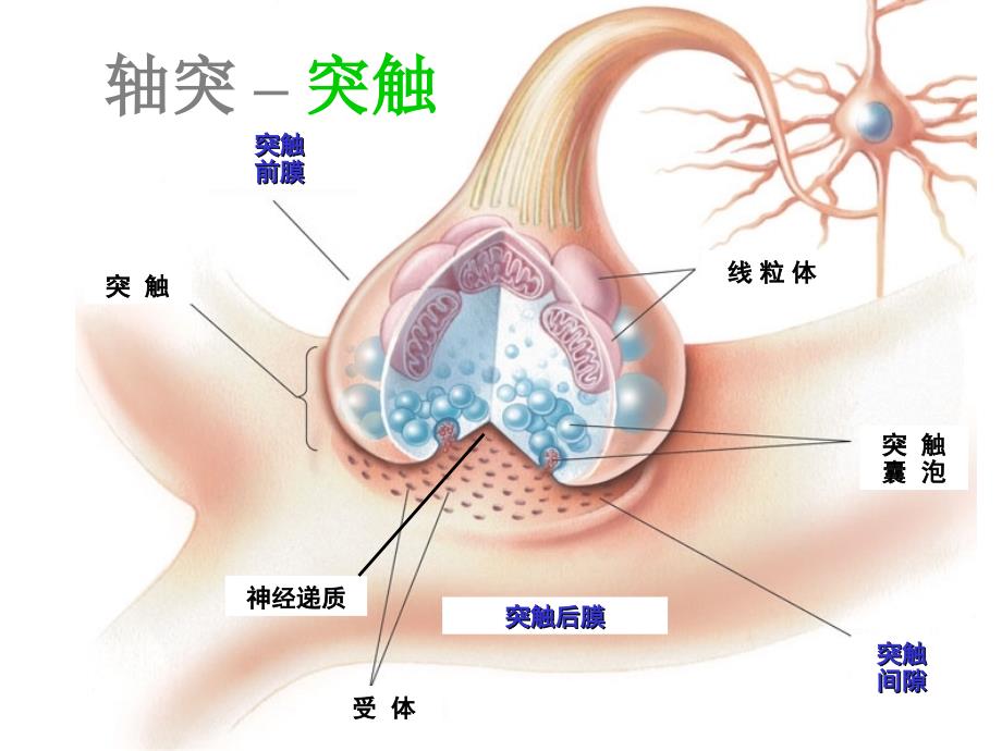 脑结构知识分享_第3页