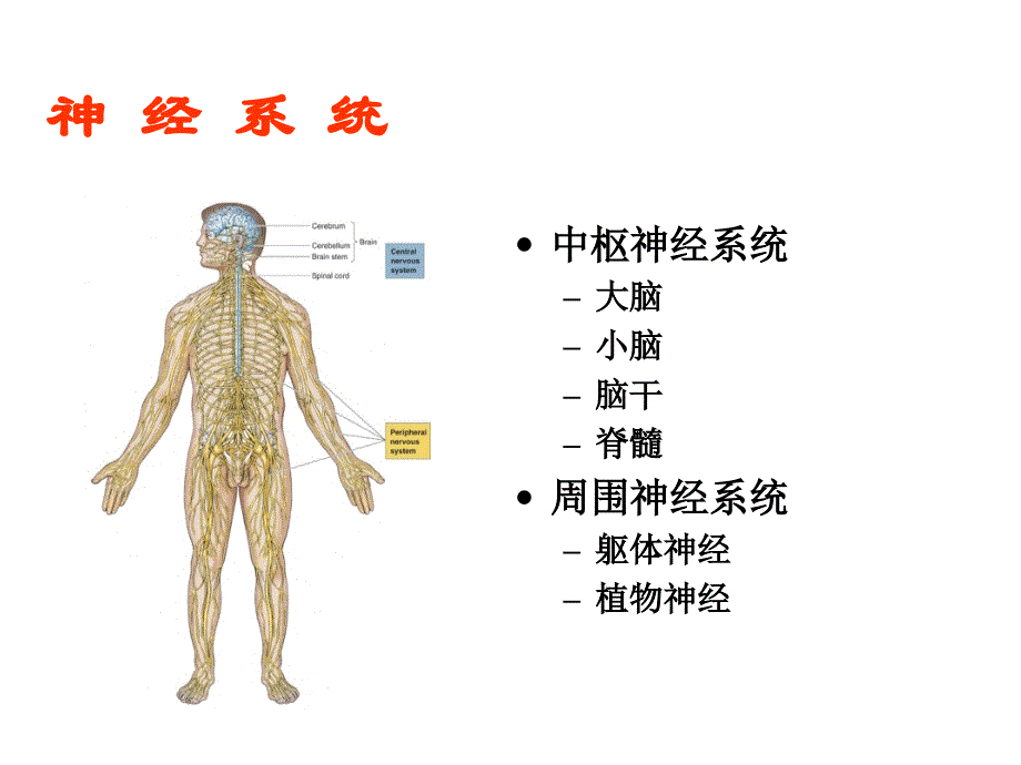 脑结构知识分享_第4页