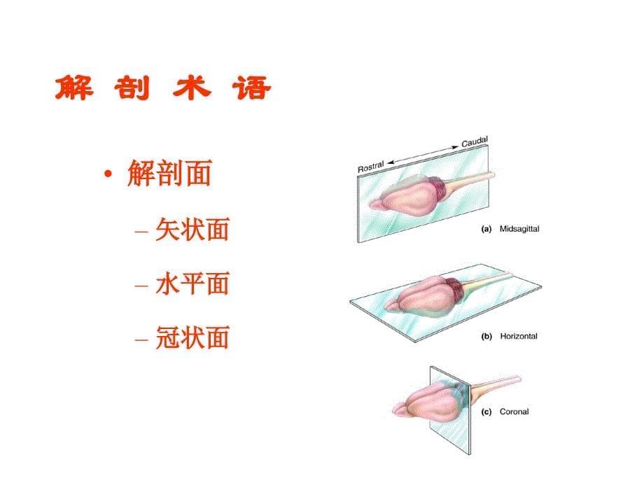 脑结构知识分享_第5页