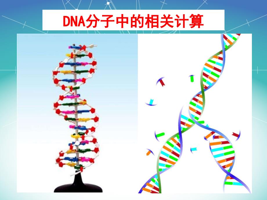 DNA分子中的相关计算PPT课件_第1页