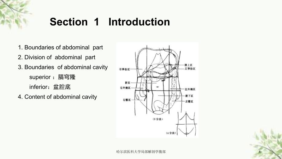 哈尔滨医科大学局部解剖学腹部课件_第4页