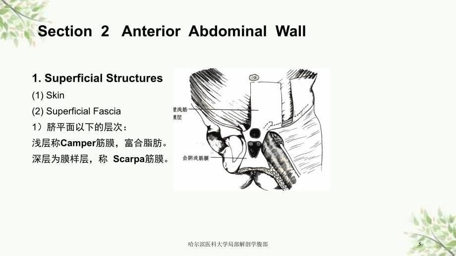 哈尔滨医科大学局部解剖学腹部课件_第5页