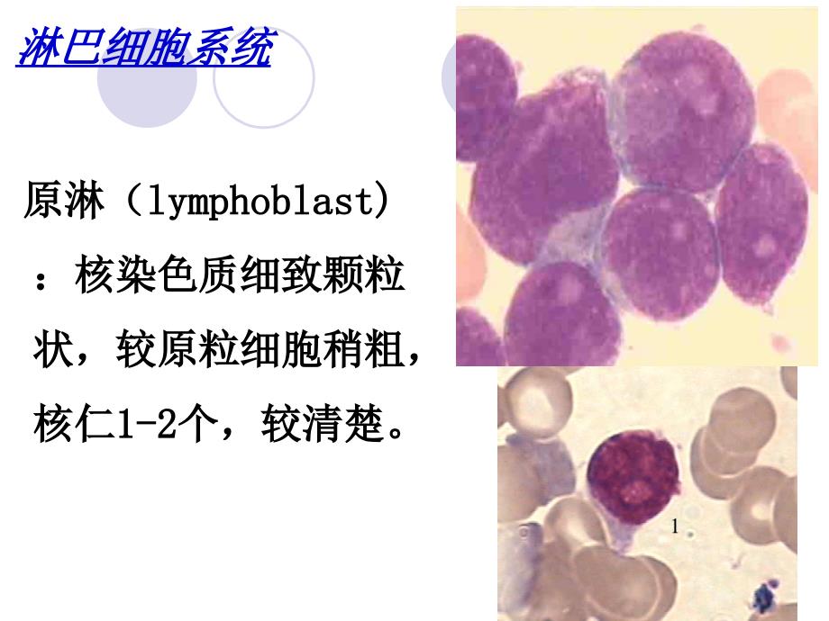 正常骨髓细胞形态学检查_第2页