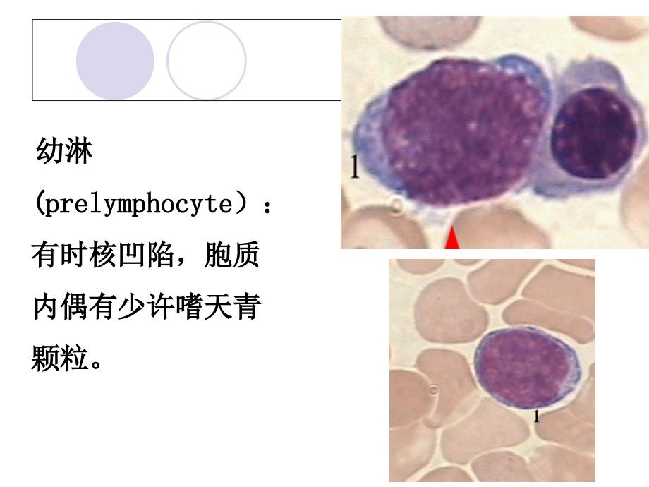 正常骨髓细胞形态学检查_第3页