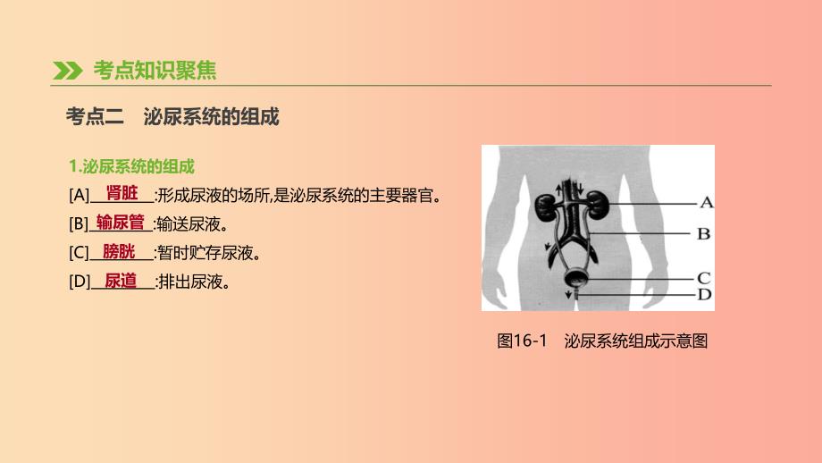 2019年中考生物专题复习四生物圈中的人第16课时人体内废物的排出课件新人教版.ppt_第3页