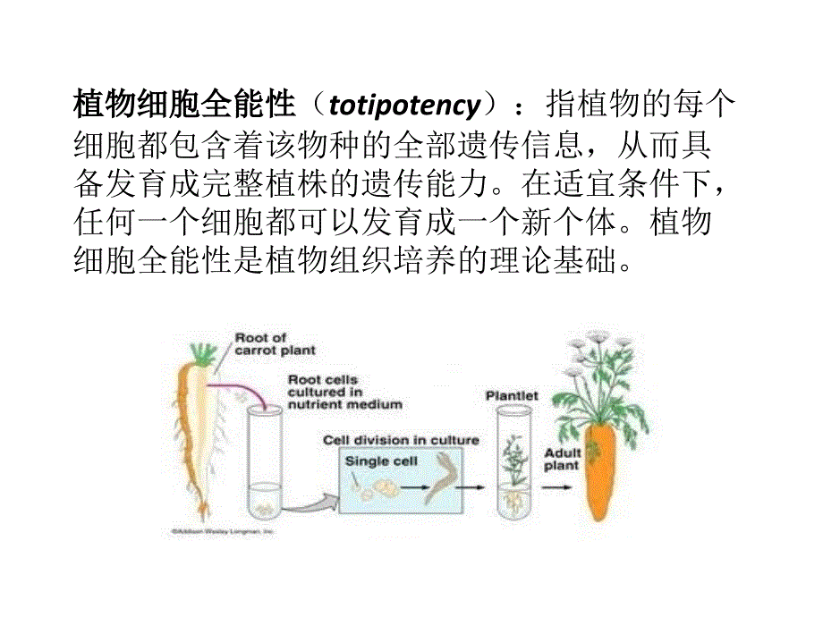 植物细胞全能性_第2页