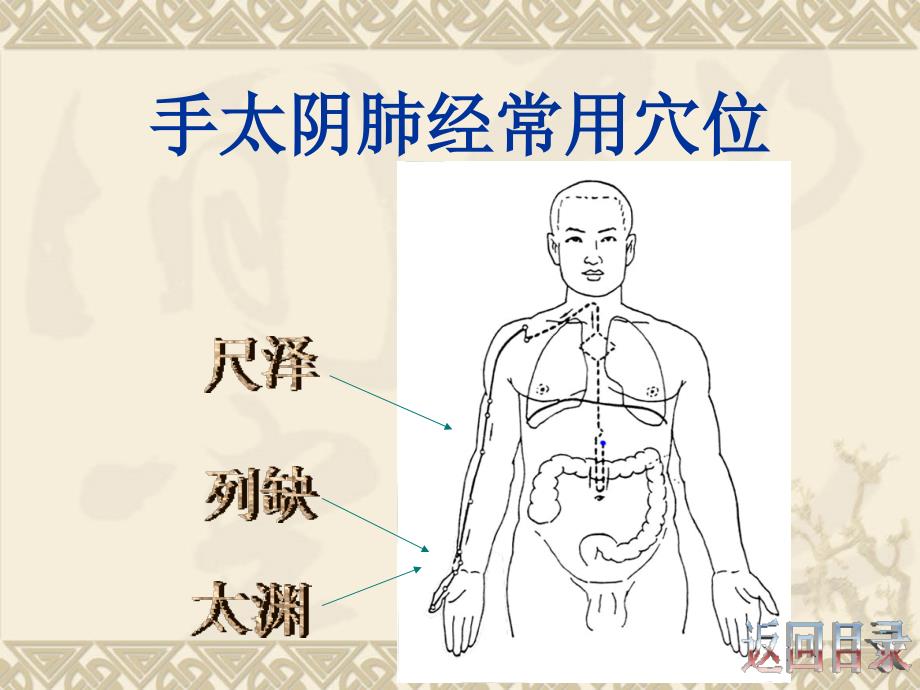 常用穴位的定位及应用课件_第3页